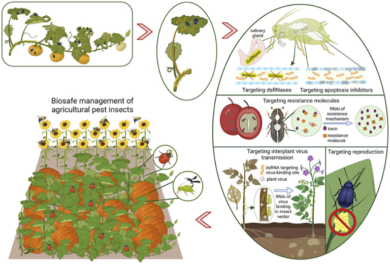 How to Manage Pest Interference: The Definitive Editorial Guide